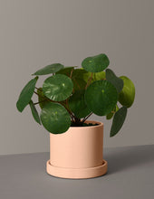 Load image into Gallery viewer, Faux Pilea Peperomioides
