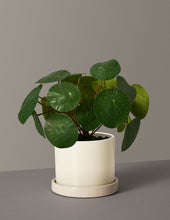 Load image into Gallery viewer, Faux Pilea Peperomioides
