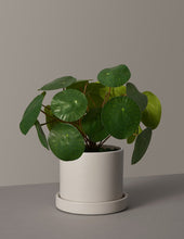 Load image into Gallery viewer, Faux Pilea Peperomioides
