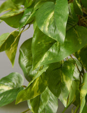 Load image into Gallery viewer, Faux Pothos
