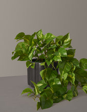 Load image into Gallery viewer, Faux Pothos
