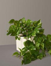 Load image into Gallery viewer, Faux Pothos
