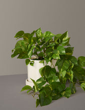 Load image into Gallery viewer, Faux Pothos
