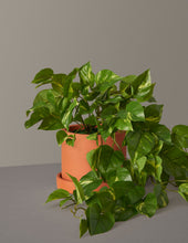 Load image into Gallery viewer, Faux Pothos
