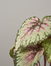 Load image into Gallery viewer, Faux Rex Begonia

