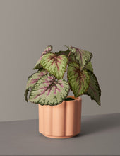 Load image into Gallery viewer, Faux Rex Begonia
