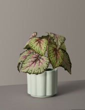 Load image into Gallery viewer, Faux Rex Begonia

