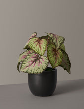 Load image into Gallery viewer, Faux Rex Begonia
