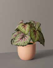 Load image into Gallery viewer, Faux Rex Begonia
