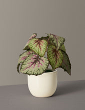 Load image into Gallery viewer, Faux Rex Begonia

