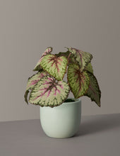 Load image into Gallery viewer, Faux Rex Begonia
