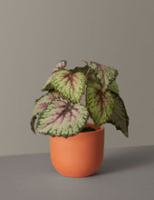 Load image into Gallery viewer, Faux Rex Begonia
