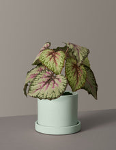Load image into Gallery viewer, Faux Rex Begonia

