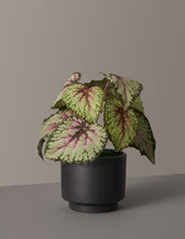 Load image into Gallery viewer, Faux Rex Begonia

