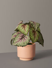 Load image into Gallery viewer, Faux Rex Begonia
