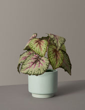 Load image into Gallery viewer, Faux Rex Begonia
