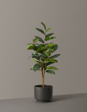 Load image into Gallery viewer, Faux Rubber Tree
