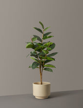 Load image into Gallery viewer, Faux Rubber Tree
