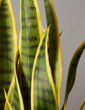 Load image into Gallery viewer, Faux Snake Laurentii
