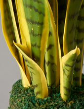 Load image into Gallery viewer, Faux Snake Laurentii
