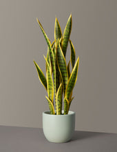 Load image into Gallery viewer, Faux Snake Laurentii
