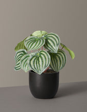 Load image into Gallery viewer, Faux Watermelon Peperomia
