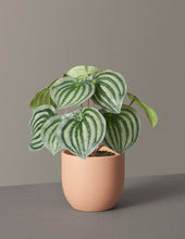 Load image into Gallery viewer, Faux Watermelon Peperomia
