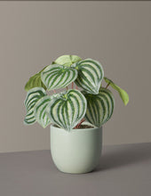 Load image into Gallery viewer, Faux Watermelon Peperomia

