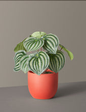 Load image into Gallery viewer, Faux Watermelon Peperomia
