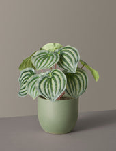 Load image into Gallery viewer, Faux Watermelon Peperomia
