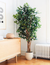 Load image into Gallery viewer, Faux Weeping Ficus Tree
