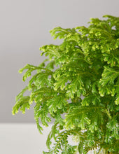 Load image into Gallery viewer, Frosty Fern
