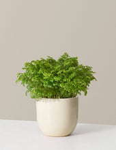 Load image into Gallery viewer, Frosty Fern
