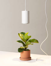 Load image into Gallery viewer, Grow Light
