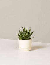 Load image into Gallery viewer, Haworthia Zebra
