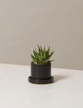 Load image into Gallery viewer, Haworthia Zebra
