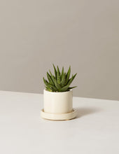 Load image into Gallery viewer, Haworthia Zebra

