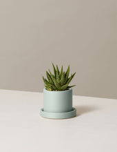 Load image into Gallery viewer, Haworthia Zebra
