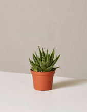 Load image into Gallery viewer, Haworthia Zebra
