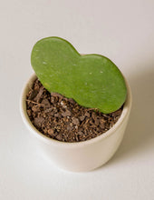 Load image into Gallery viewer, Hoya Heart Plant
