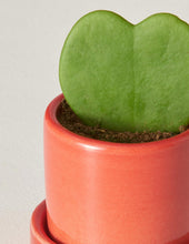 Load image into Gallery viewer, Hoya Heart Plant

