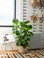 Load image into Gallery viewer, Large Fiddle Leaf Fig Bush
