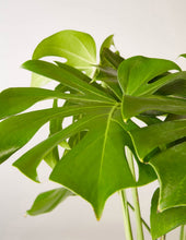 Load image into Gallery viewer, Large Monstera
