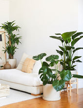 Load image into Gallery viewer, Large Monstera
