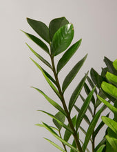 Load image into Gallery viewer, Large ZZ Plant
