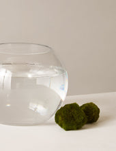 Load image into Gallery viewer, Marimo ‘Moss’ Ball
