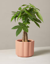 Load image into Gallery viewer, Money Tree Plant
