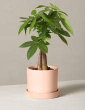 Load image into Gallery viewer, Money Tree Plant
