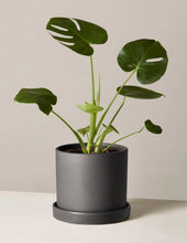 Load image into Gallery viewer, Monstera Deliciosa
