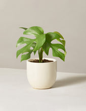 Load image into Gallery viewer, Monstera Ginny
